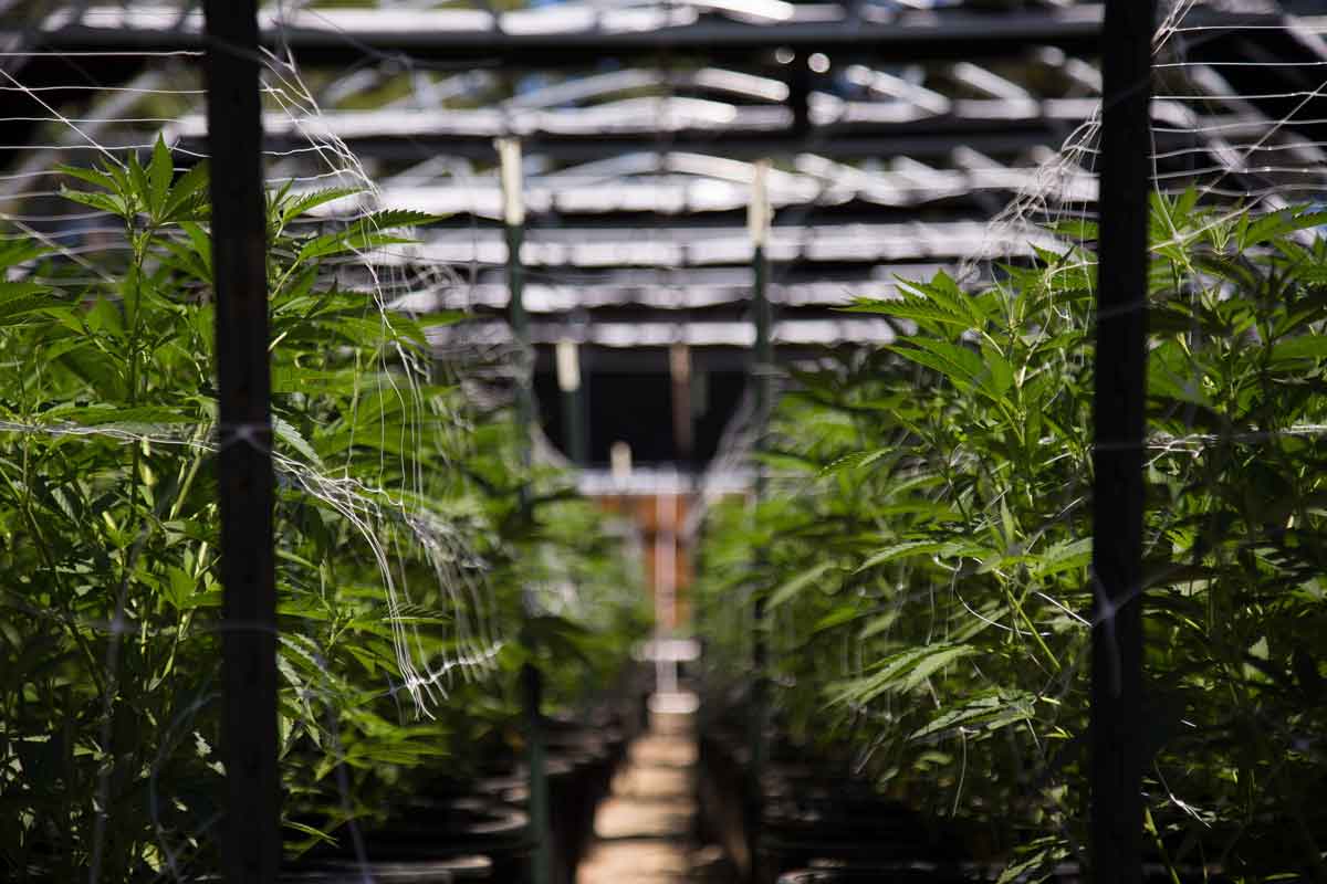 Can I Take Cannabis Instead of Opioids to Treat Chronic Pain?