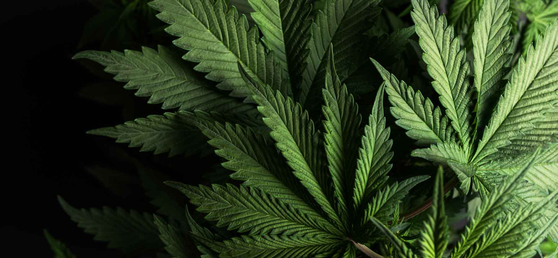 Frequently Asked Questions with Dr. Swathi - FAQ #1: What is CBD?