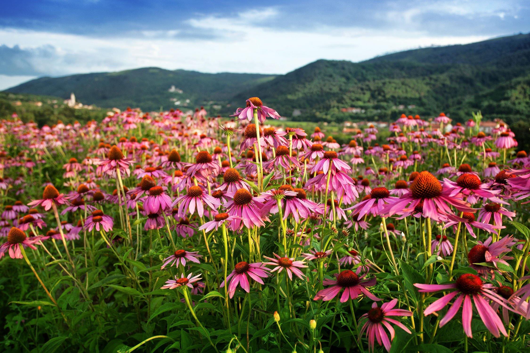 He’s Just Not That Into Flu: Echinacea & The Endocannabinoid System - Element Apothec