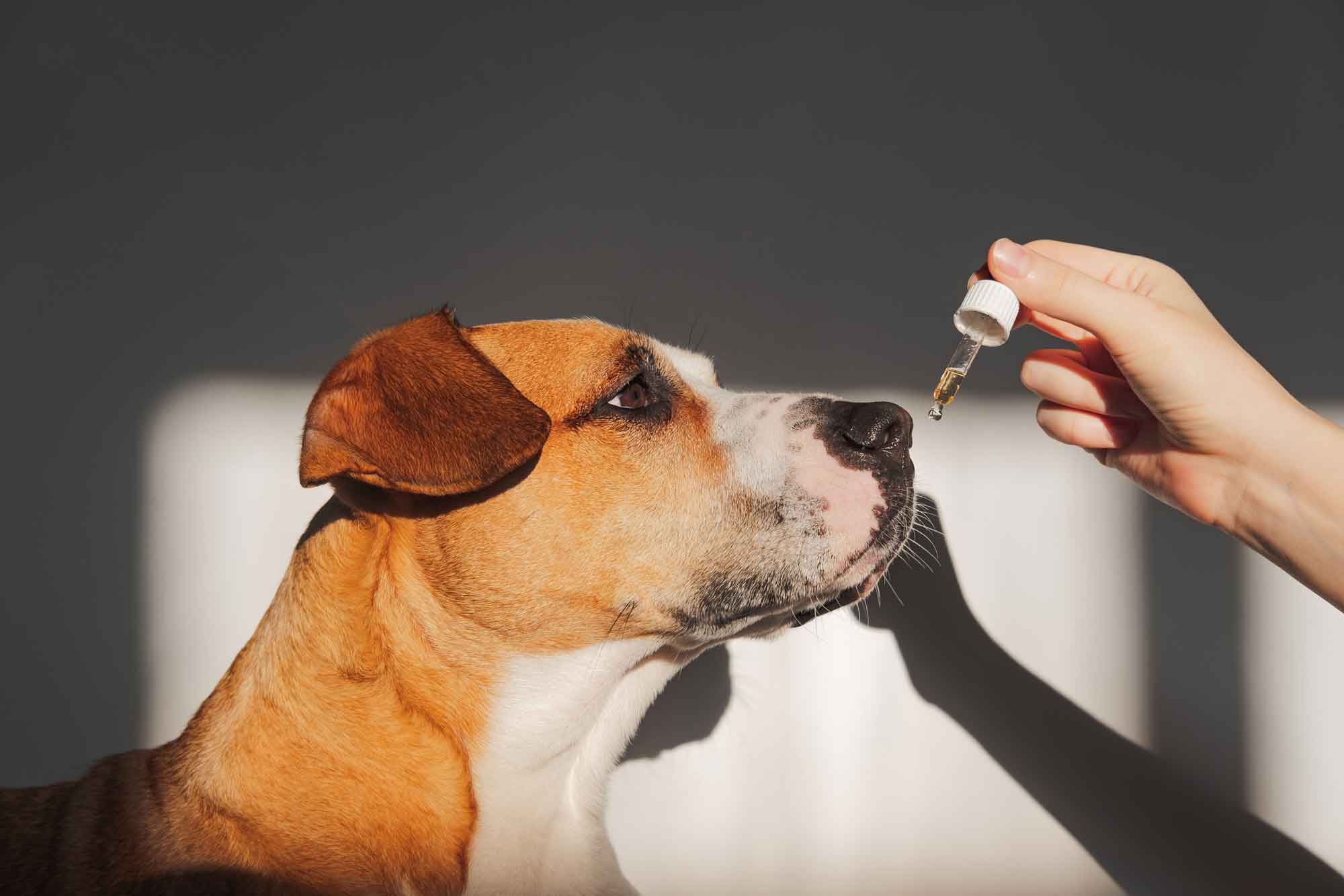 Can CBD Help My Pet?