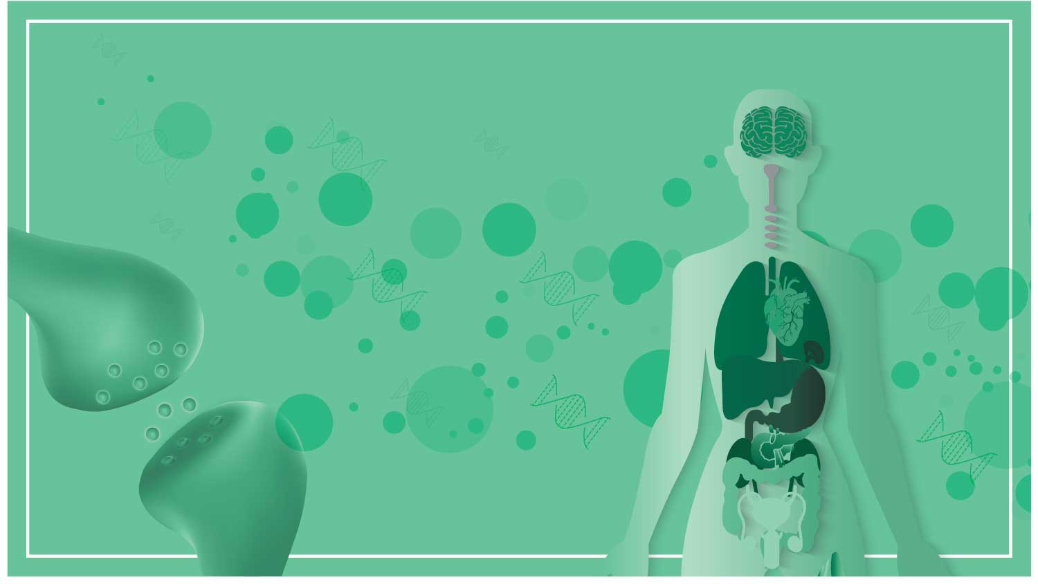 The Endocannabinoid System: How Does It Work?