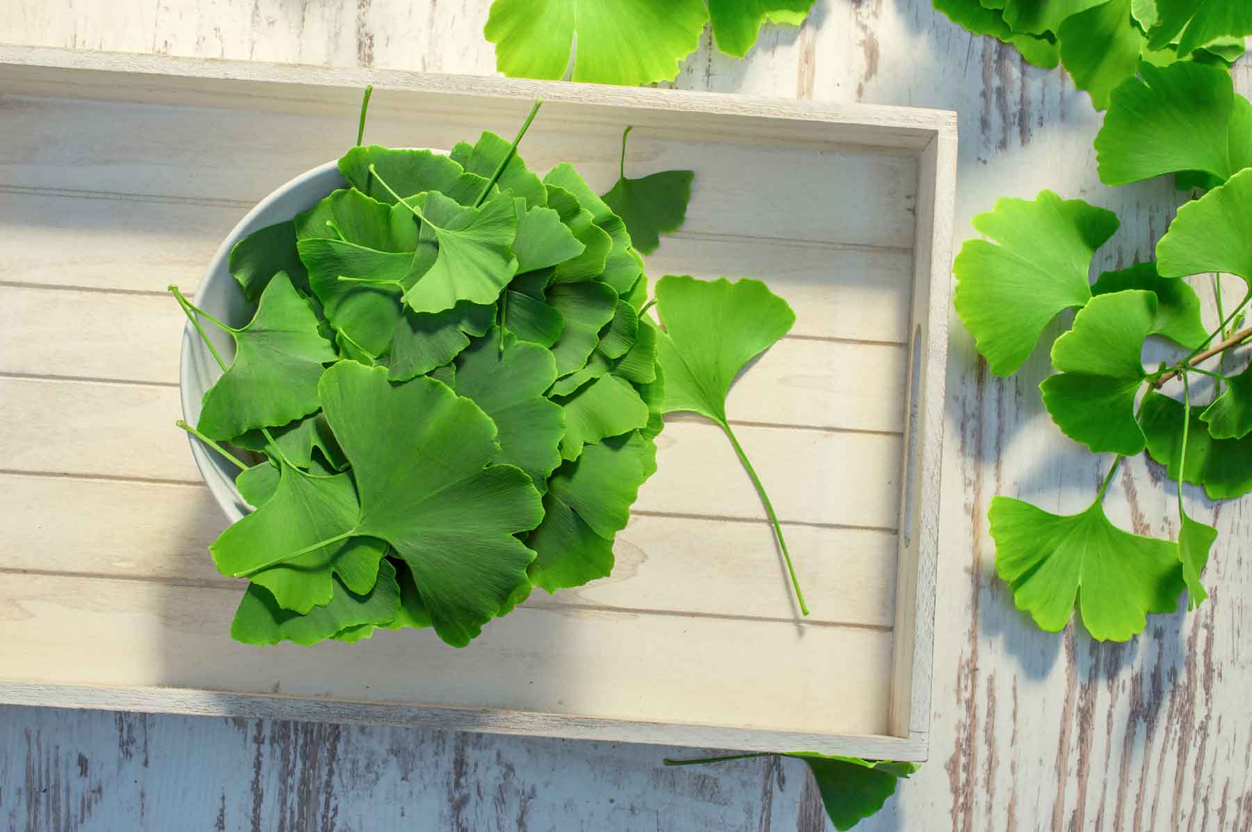 Ginkgo biloba | The Wonder of a "Living Fossil"