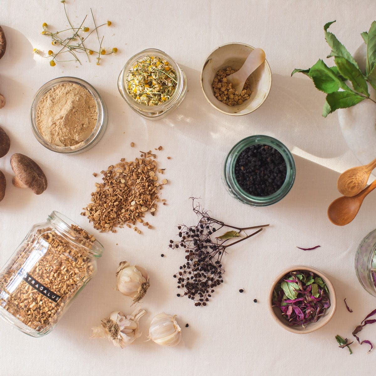 6 Immune-Boosting Herbs